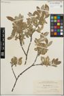 Foto von Salix glauca L.